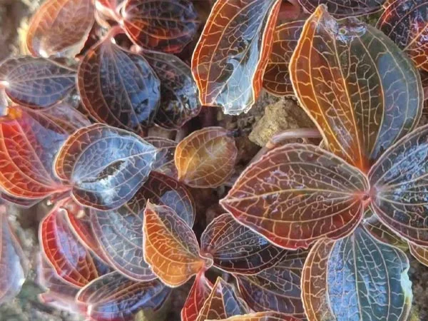Ingrediente din plante premium câștigă recunoaștere globală