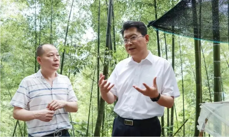 Liu Shuo, secretarul Comitetului Municipal de Partid Pingxiang, inspectează baza de plantare a Anoectochilus