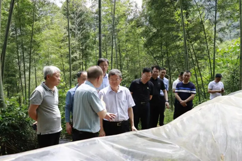 Liu Shuren, directorul Departamentului de Dezvoltare și Reformă al Administrației Naționale a Pădurilor și Pășunilor, investighează baza de plantare a Anxin Shibawan Anoectochilus