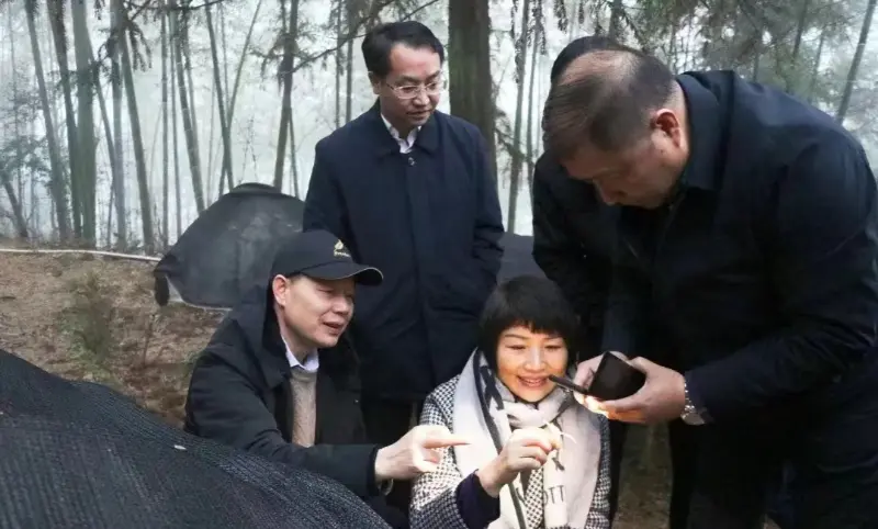 Lu Xiaoqing, fostul președinte al companiei Jiangzhong Pharmaceutical și actual membru al Comitetului permanent al Comitetului de partid al provinciei Jiangxi și director al Departamentului de Publicitate, inspectează baza noastră de plantare