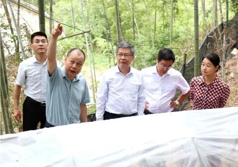 Liu Hongning, decan al Institutului de Cercetare Avansată al Universității de Medicină Tradițională Chineză din Jiangxi și fost secretar de partid al universității, conduce grupul provincial de experți pentru reforma cuprinzătoare a medicinei tradiționale chineze din Jiangxi, pentru a efectua cercetări la baza noastră Anoectochilus. Liu Hongning, decan al Institutului de Cercetare Avansată al Universității de Medicină Tradițională Chineză din Jiangxi și fost secretar de partid al universității, conduce grupul provincial de experți pentru reforma cuprinzătoare a medicinei tradiționale chineze din Jiangxi, pentru a efectua cercetări la baza noastră Anoectochilus.