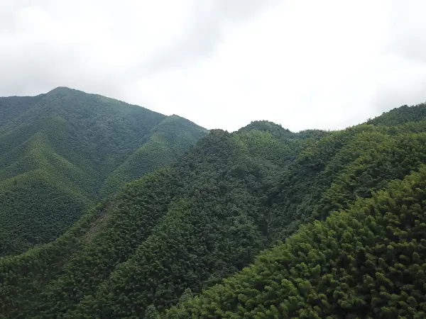 Jiangxi Linyao Ecological Agriculture and Forestry Development Co., Ltd.